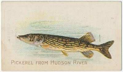 79 Pickerel from Hudson River